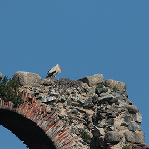 Ooievaar bovenop het aquaduct 
Los Milagros 